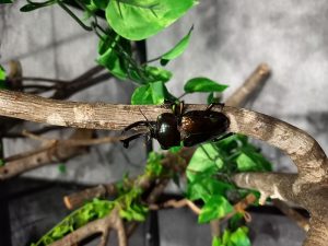 ササシマ昆虫ワールド-2